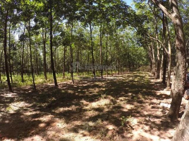 Sítio e chácara venda em Região Imediata de Araçatuba, Auriflama