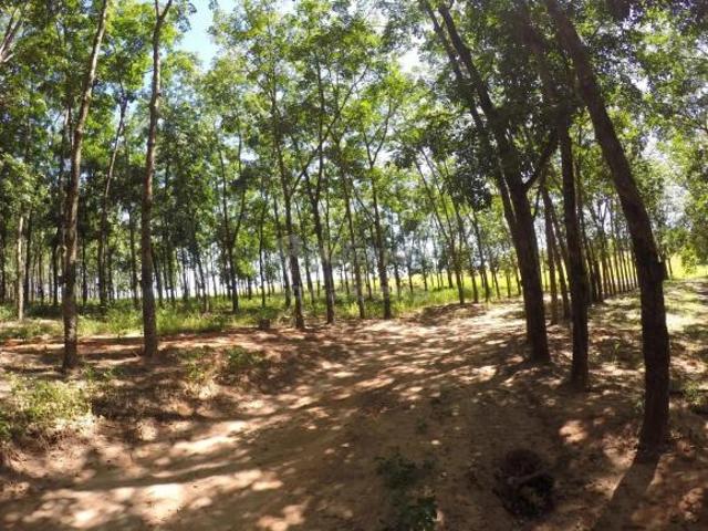 Sítio e chácara venda em Região Imediata de Araçatuba, Auriflama