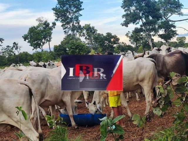 Sítio e chácara venda em Região Geográfica Imediata de Confresa - Vila Rica, Mato Grosso