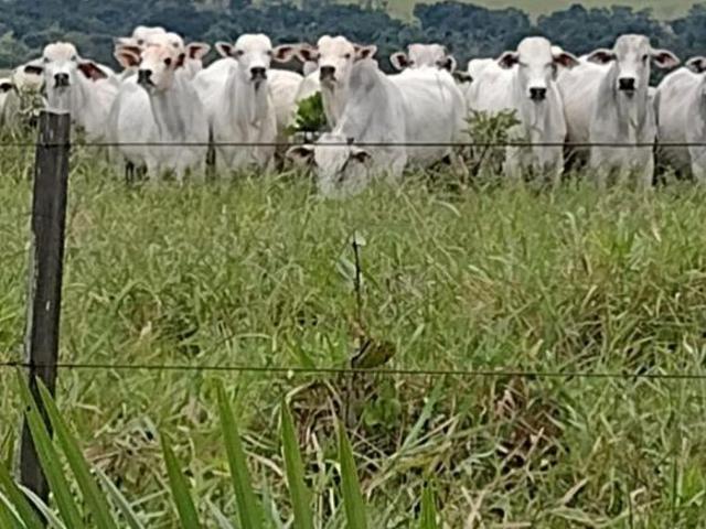 Sítio e chácara venda em Região Geográfica Imediata de Jataí-Mineiros, Serranópolis