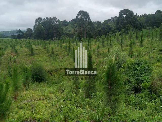 Fazenda venda em Castro, Região Geográfica Intermediária de Ponta Grossa