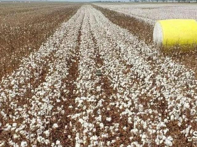 Sítio e chácara venda em Centro, Tangará da Serra