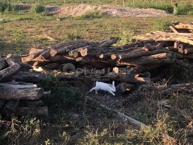 Fazenda venda em Alto Alegre do Maranhão, Região Geográfica Intermediária de Santa Inês-Bacabal