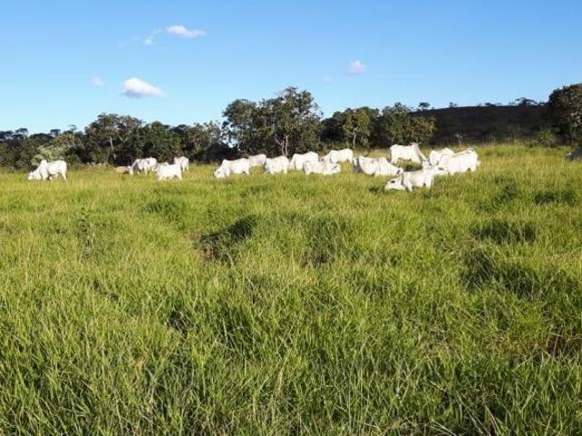 Sítio e chácara venda em Região Geográfica Imediata de Unaí, Arinos