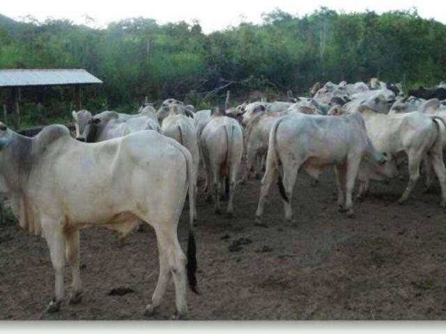 Sítio e chácara venda em Colinas do Sul, Região Geográfica Intermediária de Porangatu-Uruaçu