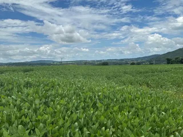 Fazenda venda em Região Geográfica Imediata de Goiânia, Bela Vista de Goiás