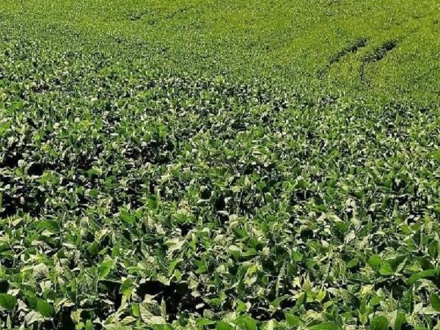 Sítio e chácara venda em Região Geográfica Imediata de Irati, Irati