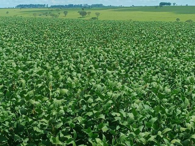 Sítio e chácara venda em Região Geográfica Imediata de Dores do Indaiá, Dores do Indaiá
