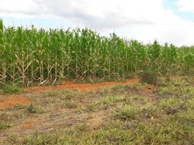 Sítio e chácara venda em Curvelo, Região Geográfica Intermediária de Belo Horizonte