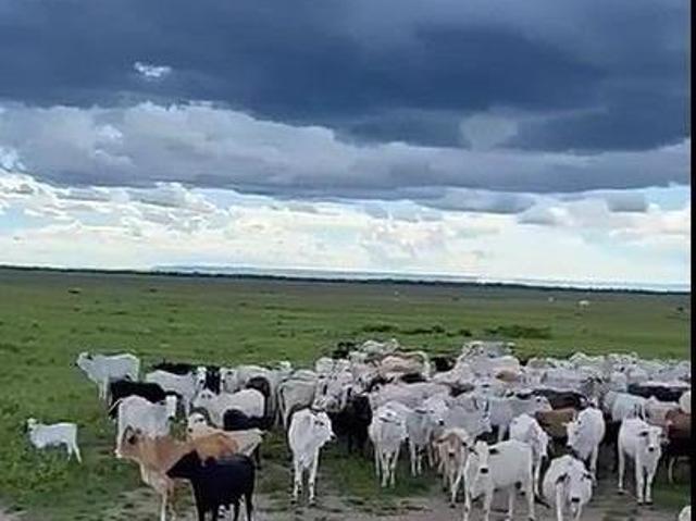 Sítio e chácara venda em Região Geográfica Imediata de Unaí, Arinos