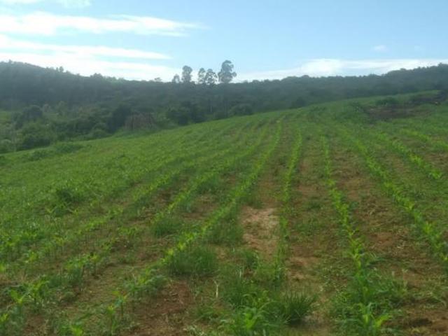 Sítio e chácara venda em Região Geográfica Imediata de Oliveira, Oliveira