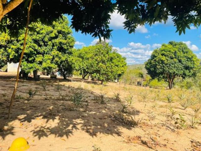 Sítio e chácara venda em Região Geográfica Imediata de Montes Claros, Francisco Dumont