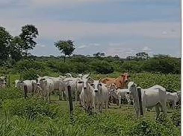 Sítio e chácara venda em Região Geográfica Imediata de Pirapora, Buritizeiro