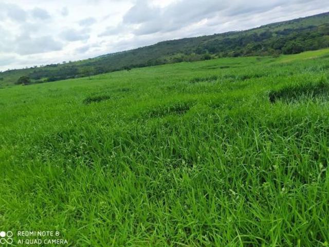 Sítio e chácara venda em Região Geográfica Imediata de Dores do Indaiá, Moema