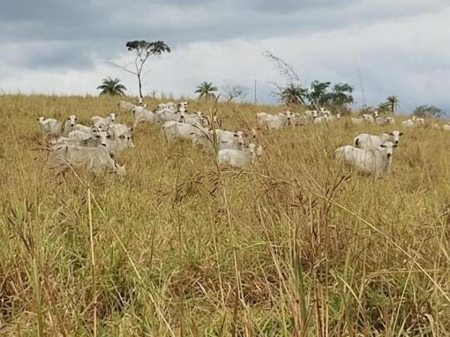 Sítio e chácara venda em Região Geográfica Imediata de Dores do Indaiá, Estrela do Indaiá