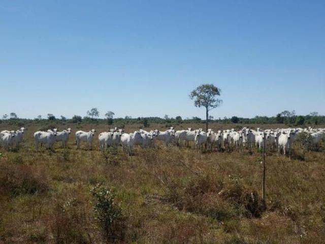 Sítio e chácara venda em Região Geográfica Imediata de Porangatu, São Miguel do Araguaia