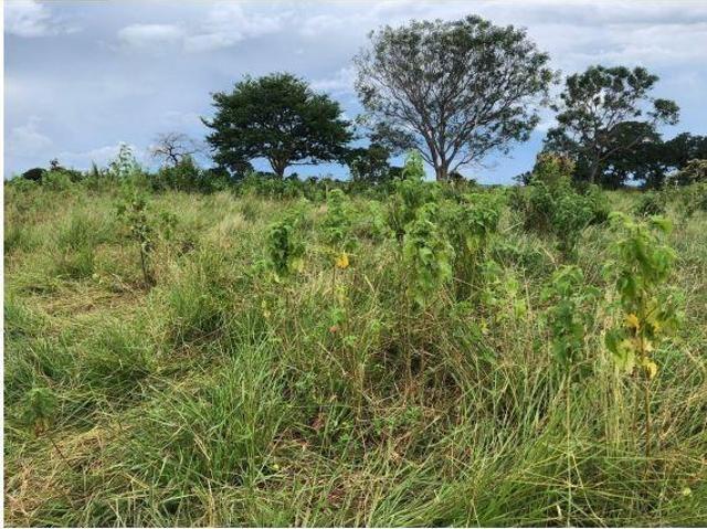 Sítio e chácara venda em Região Geográfica Imediata de Curvelo, Santo Hipólito