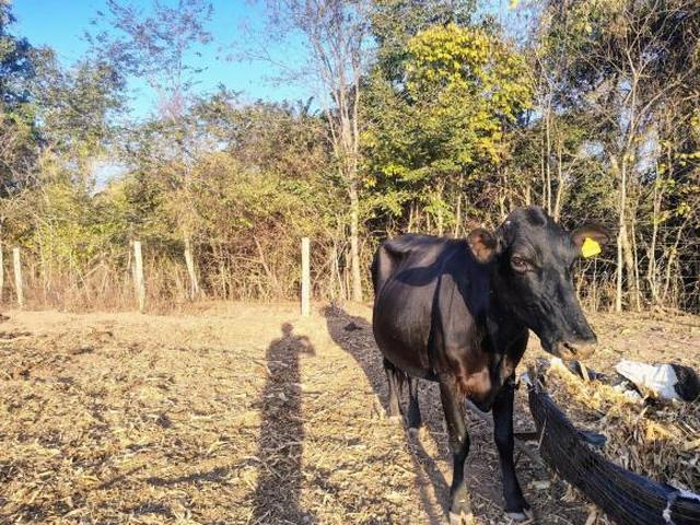 Sítio e chácara venda em Região Geográfica Imediata de Pirapora, Várzea da Palma