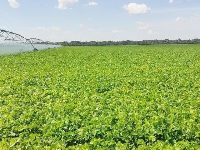 Sítio e chácara venda em Região Geográfica Imediata de Goiás - Itapuranga, Jussara