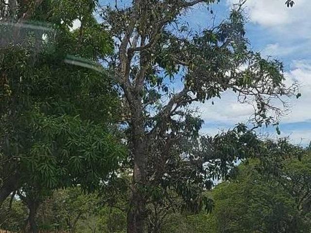 Sítio e chácara venda em Região Geográfica Imediata de Curvelo, Curvelo