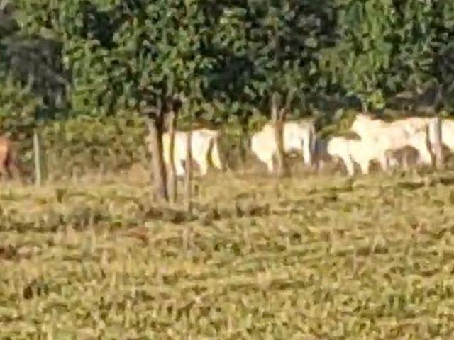 Sítio e chácara venda em Região Geográfica Imediata de Pirapora, Buritizeiro