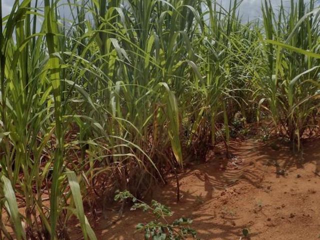 Sítio e chácara venda em Região Geográfica Imediata de Curvelo, Felixlândia