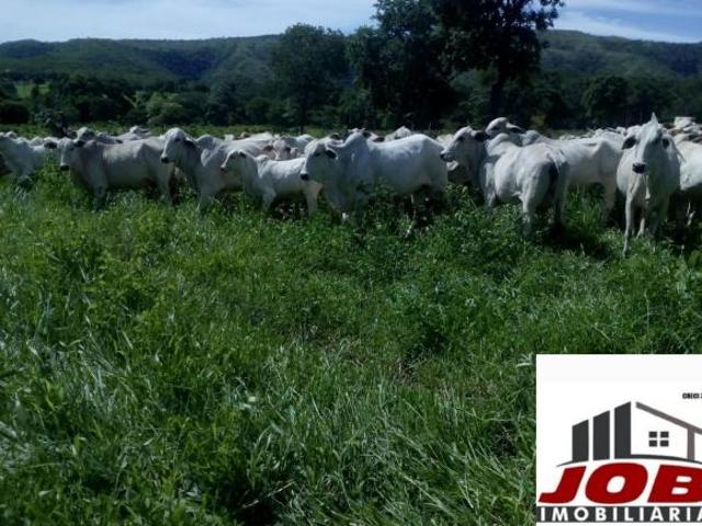 Sítio e chácara venda em Região Geográfica Imediata de Flores de Goiás, Flores de Goiás