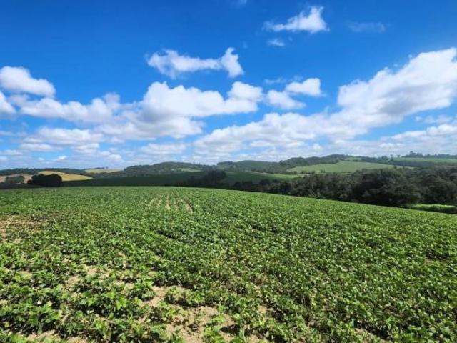 Sítio e chácara venda em Região Geográfica Imediata de Irati, Irati