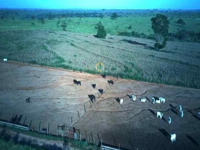 Sítio e chácara venda em Região Geográfica Imediata de Itajaí, Balneario Camboriú
