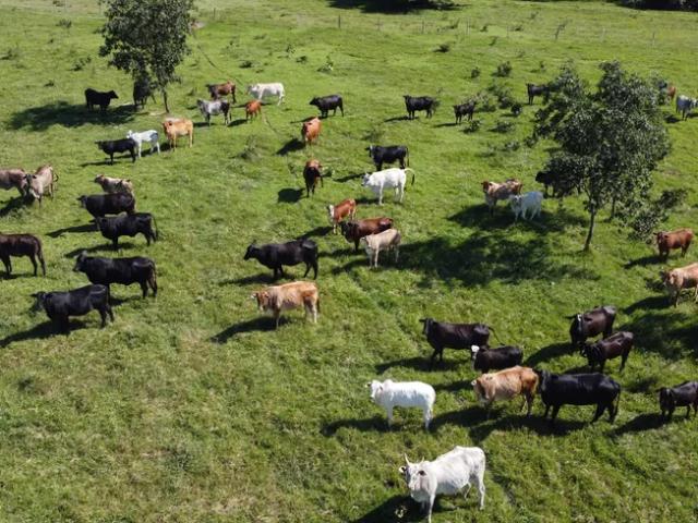 Fazenda venda em Região Geográfica Imediata de Campo Grande, Corguinho