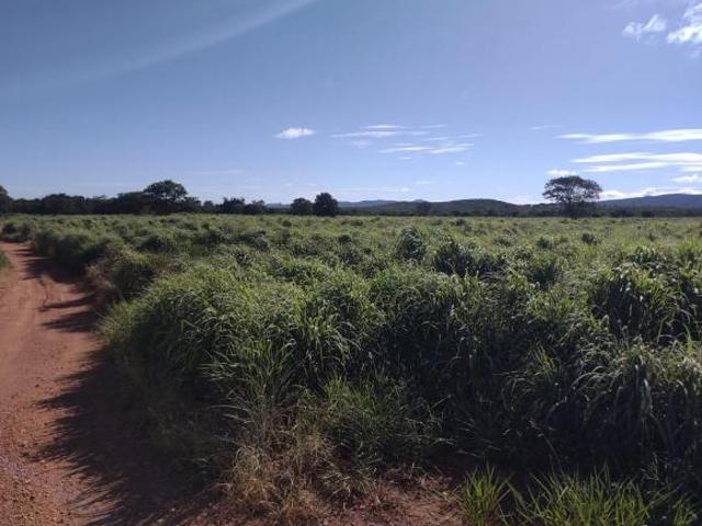 Sítio e chácara venda em Janaúba, Região Geográfica Intermediária de Montes Claros