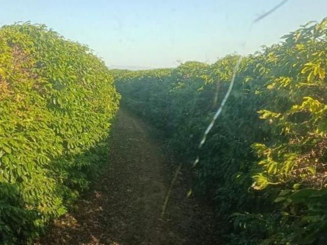 Sítio e chácara venda em Centro, Três Corações