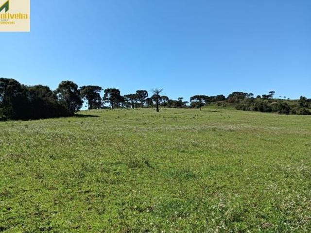 Sítio e chácara venda em Região Geográfica Imediata de Caxias do Sul, São Francisco de Paula
