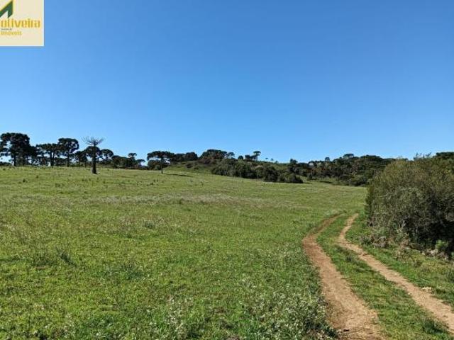 Sítio e chácara venda em Região Geográfica Imediata de Caxias do Sul, São Francisco de Paula