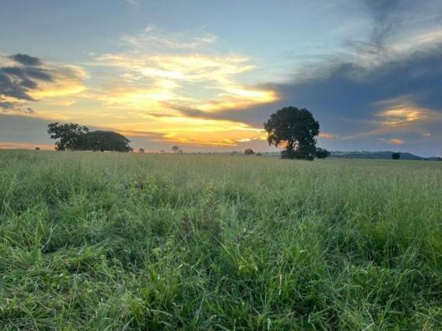 Sítio e chácara venda em Região Geográfica Imediata de Coxim, Rio Verde de Mato Grosso