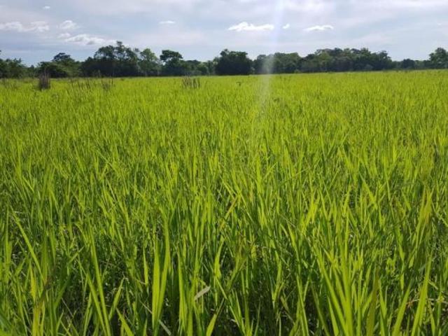 Sítio e chácara venda em Região Geográfica Imediata de Cuiabá, Poconé