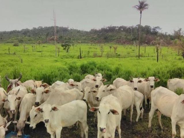 Sítio e chácara venda em Região Geográfica Imediata de Peixoto de Azevedo - Guarantã do Norte, Guarantã do Norte