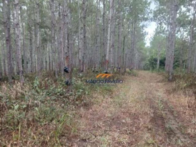 Sítio e chácara venda em Sete Barras