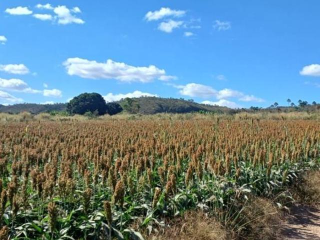 Sítio e chácara venda em Região Geográfica Imediata do Distrito Federal, Região Integrada de Desenvolvimento do Distrito Federal e Entorno