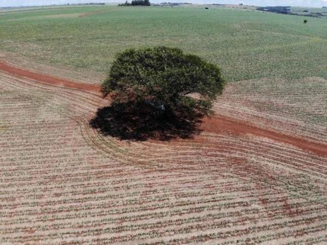 Sítio e chácara venda em Região Geográfica Imediata de Maringá, Munhoz de Melo