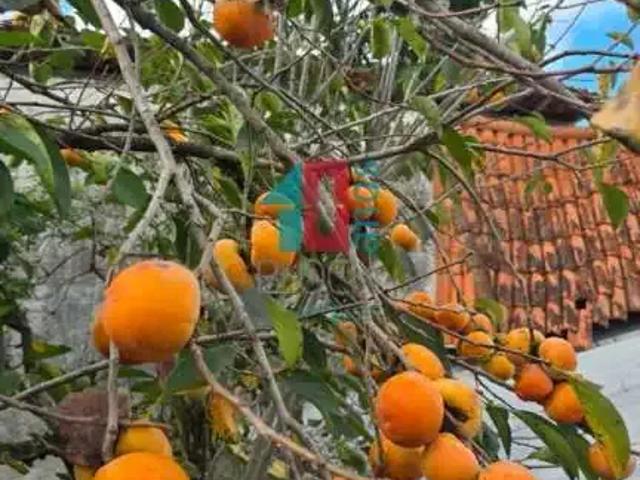 Fazenda aluguel em Região Geográfica Imediata do Rio de Janeiro, Região Metropolitana do Rio de Janeiro