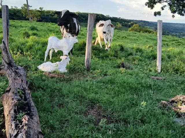 Fazenda venda em Região Geográfica Imediata de Porto Nacional, Ponte Alta do Tocantins