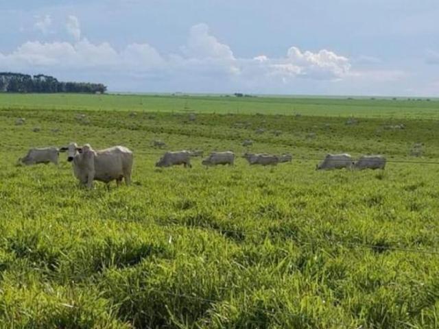 Sítio e chácara venda em Região Geográfica Imediata de Cuiabá, Nobres