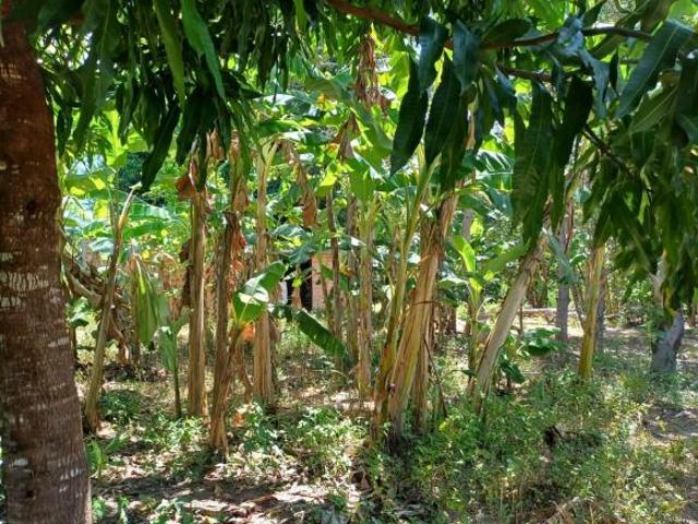 Sítio e chácara venda em Região Geográfica Imediata de Uruaçu - Niquelândia, Colinas do Sul