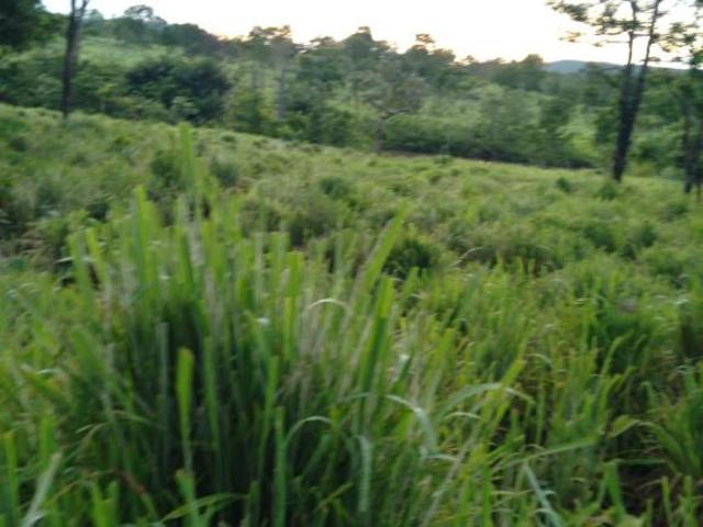 Sítio e chácara venda em Região Geográfica Imediata de Uruaçu - Niquelândia, Colinas do Sul