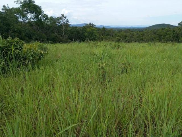 Sítio e chácara venda em Região Geográfica Imediata de Uruaçu - Niquelândia, Colinas do Sul