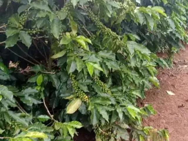 Fazenda venda em Região Geográfica Imediata de Monte Carmelo, Abadia dos Dourados