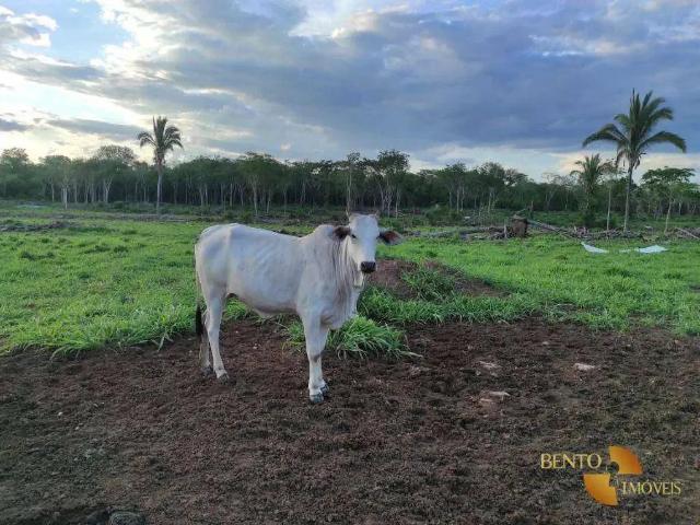 Fazenda venda em Região Geográfica Imediata de Cuiabá, Região Metropolitana do Vale do Rio Cuiabá