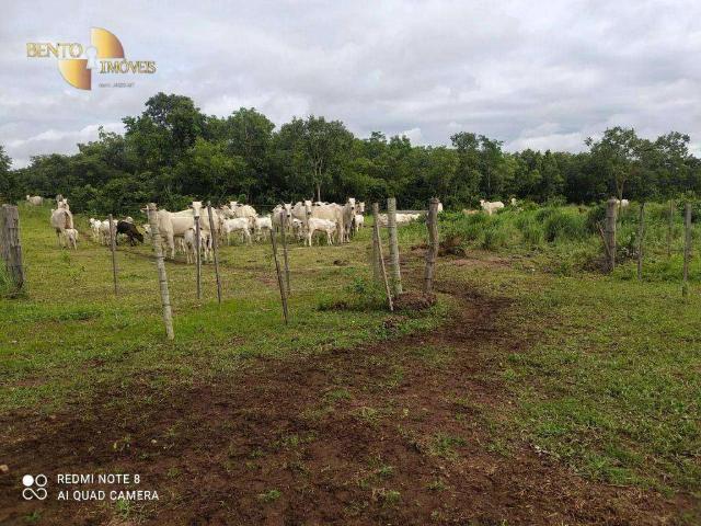 Fazenda venda em Acorizal, Região Geográfica Intermediária de Cuiabá