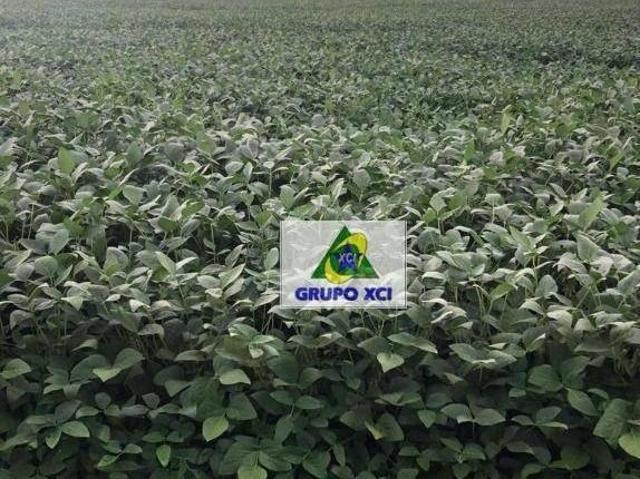 Sítio e chácara venda em Região Geográfica Imediata de Água Boa, Água Boa
